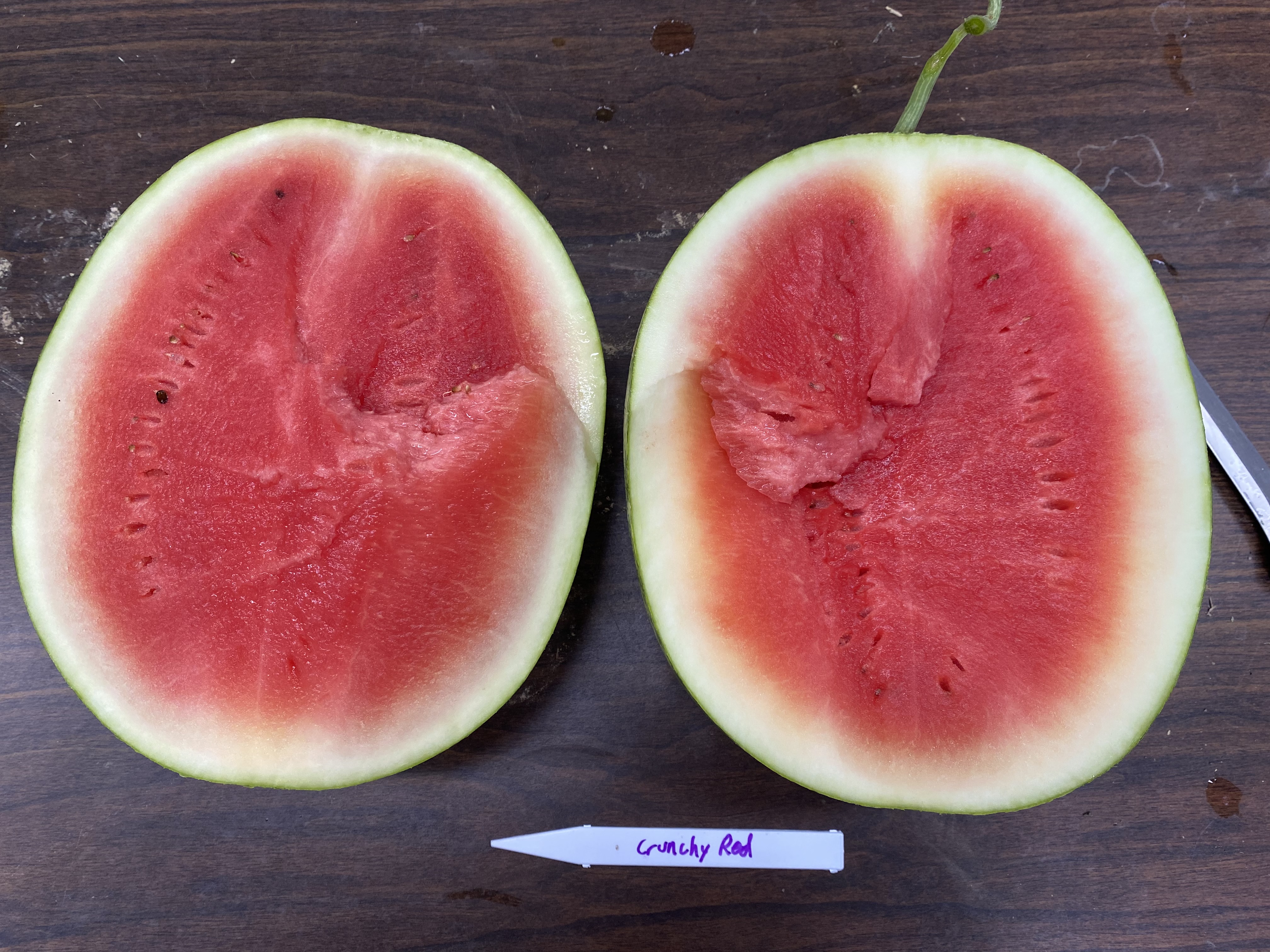 ​2021 LSU AgCenter Seedless Watermelon Trial Results